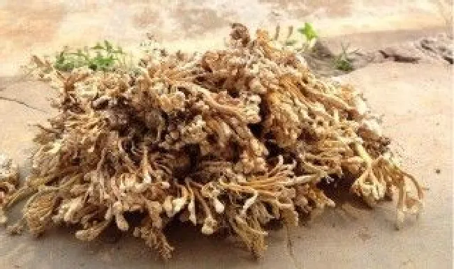 蝉花保存方法（金蝉花保存方法）
