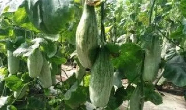 羊角瓜种植管理方法 羊角瓜种植管理方法和技术