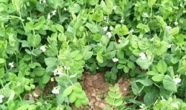 碗豆怎么种植 碗豆怎么种植高产