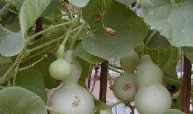 葫芦种子怎么种植 网上买的葫芦种子怎么种植