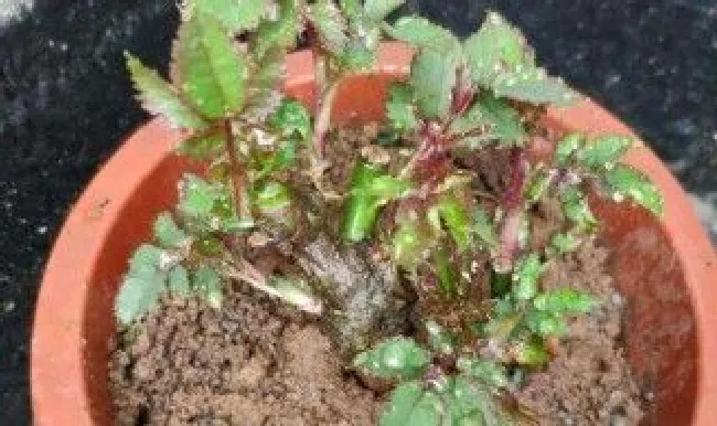 月季鱼肠底肥使用方法 月季用鱼肠肥的作用