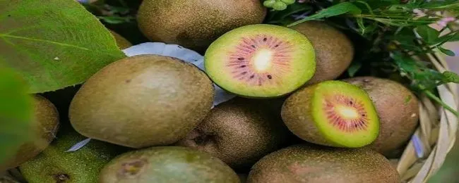猕猴桃季节（猕猴桃季节什么时候结束）
