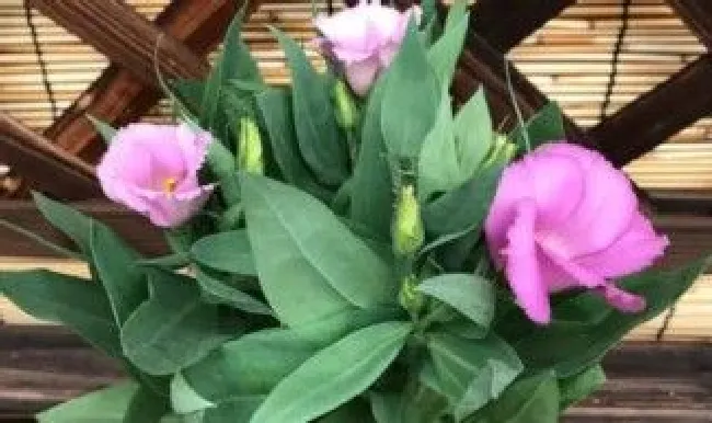 洋桔梗盆栽怎么养（洋桔梗盆栽怎么养殖）