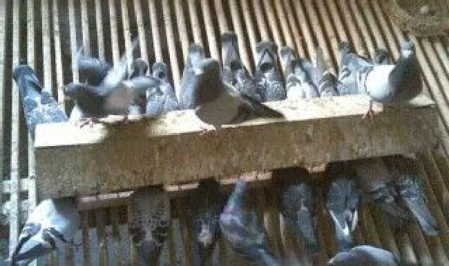 鸽舍不臭的方法 鸽舍怎么去味