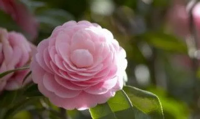 花怎么养才能更旺盛 玫瑰花怎么养才能更旺盛