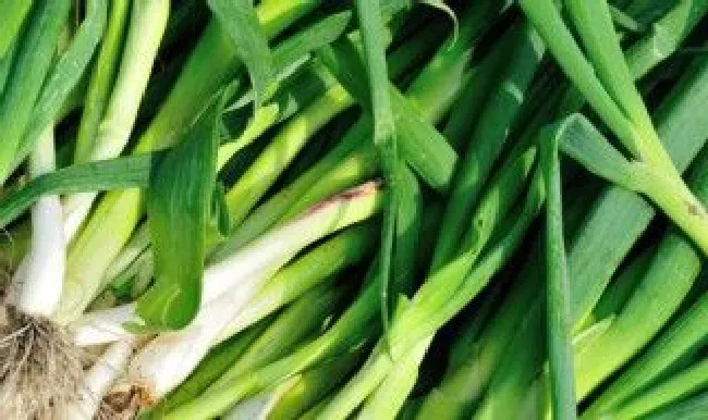 蒜苗与蒜苔的区别是什么呢（蒜苗与蒜苔的区别是什么呢）