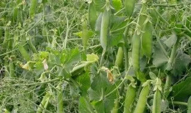 嫩胡豆的最佳保存方法（嫩胡豆怎样保存）