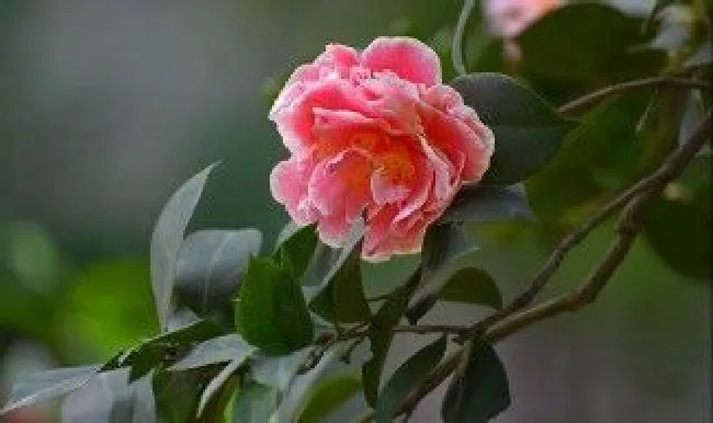 山茶花种植方法和注意事项（山茶花种植方法和注意事项）