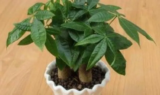 发财树怎样长得茂盛（发财树如何长的茂盛）