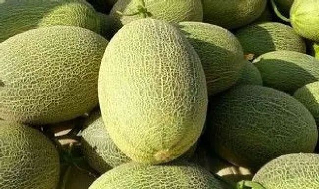 蜜瓜如何挑 挑选蜜瓜怎样才能挑到最甜熟透的好瓜