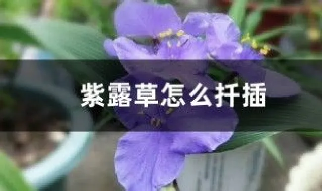 紫露草怎么扦插（紫露草怎么扦插视频）
