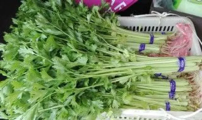 香芹的种植方法及技术要点（香芹如何种植技术）