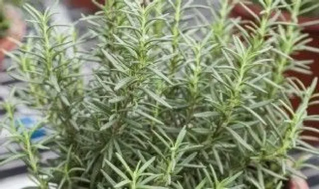 迷迭香怎么种才不会死 迷迭香种植法