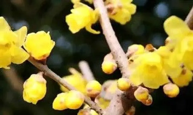 澳洲腊梅怎么养（澳洲腊梅怎么养花瓶）