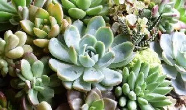 玉蝶怎么养容易长侧芽 玉蝶怎么养成老桩