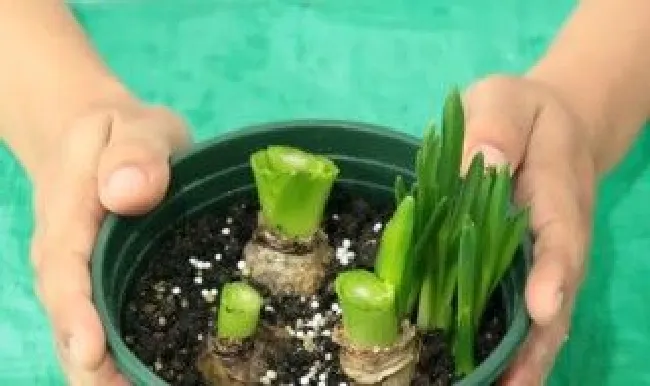 风信子怎么土培 风信子种球怎么种植