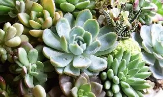 多肉怎么养出老桩状态 多肉快速养成老桩