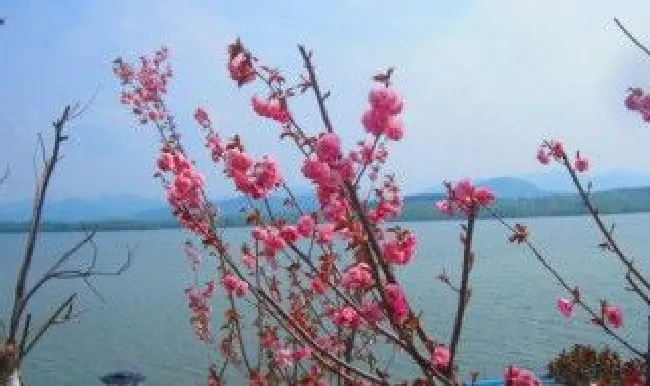 仲春指的是几月 仲春指的是几月到几月