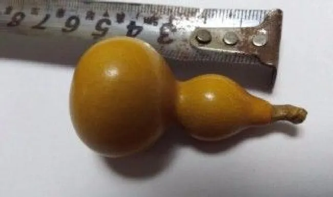怎么挑选小葫芦 小葫芦怎么看好坏