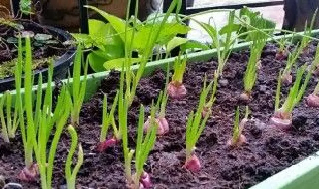 草木灰能防止秧子上的虫子吗（草木灰能防治哪些害虫）