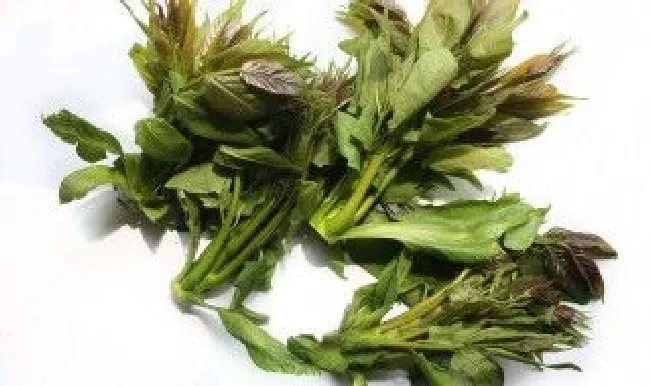 大棚香椿芽储存方法（大棚香椿芽储存方法有哪些）