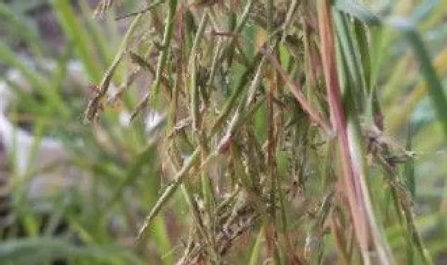 香草和香茅草有区别吗（香草和香茅草有区别吗）