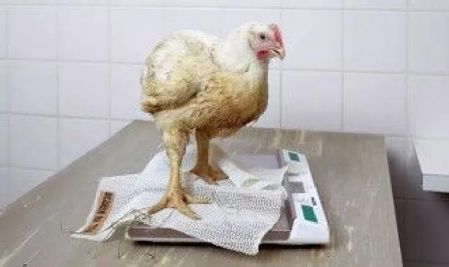 小鸡互相啄肉怎么办（小鸡互相啄肉怎么办视频）