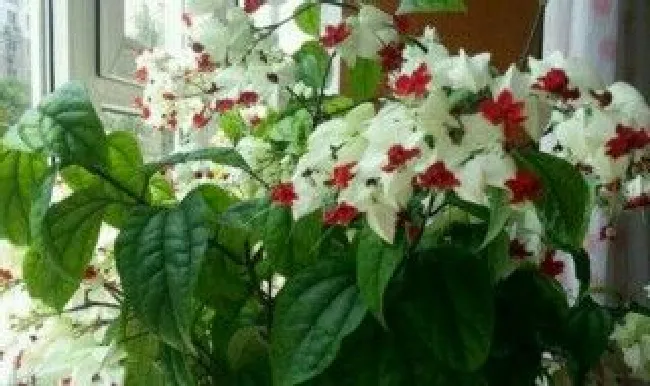 怎样让龙吐珠开花 怎么能让龙吐珠开花