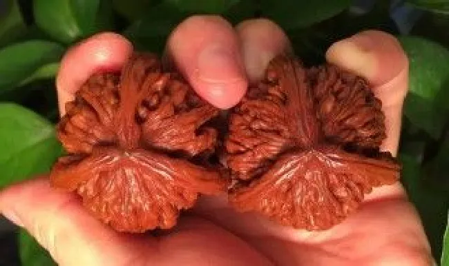 怎么挑选好的文玩核桃 怎么挑选好的文玩核桃呢