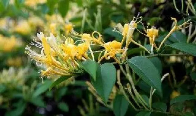 金银花几年养成老桩（金银花几年养成老桩好）
