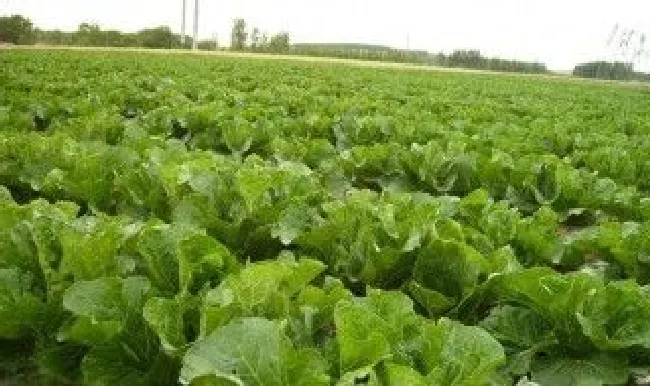 3月份露地种什么蔬菜（3月份露地种什么蔬菜合适）