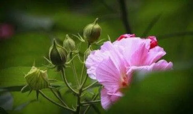芙蓉花的作用（芙蓉花的作用与功效与作用及图片）