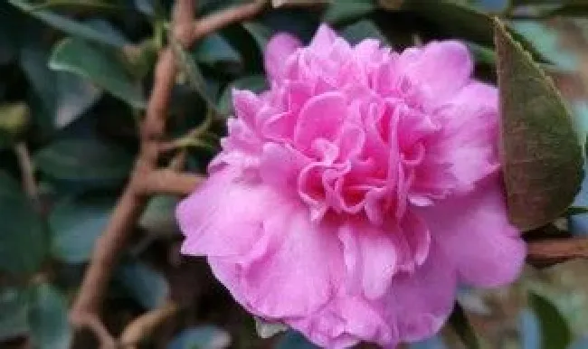 茶梅怎么养（茶梅和茶花哪个好养）