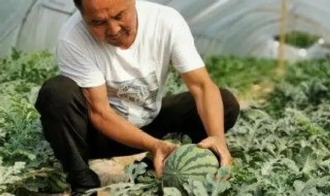五月还能种西瓜吗（五月还能种西瓜吗冬天）
