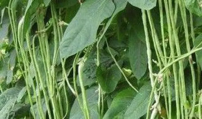 豆角种植收获方法（豆角种植流程）