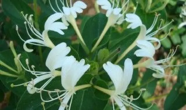 金银花春天什么时候浇水（金银花春天什么时候浇水合适）
