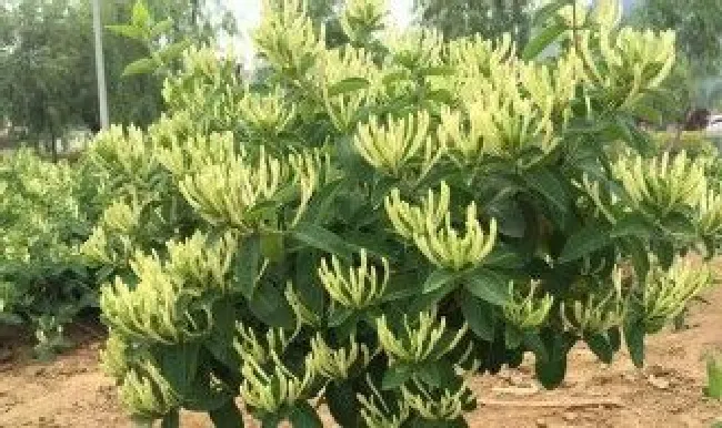 金银花开花前能修剪吗 金银花开花前能修剪吗图片