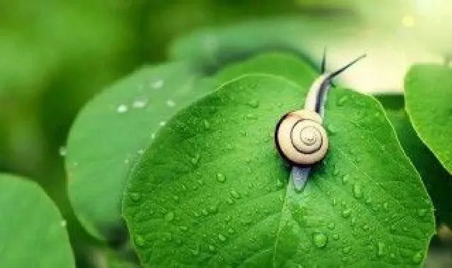 蜗牛怎么清洗最干净 让螺蛳快速吐泥的绝招