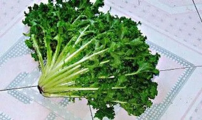 苦菊保存方法（苦菊能不能晒干保存）