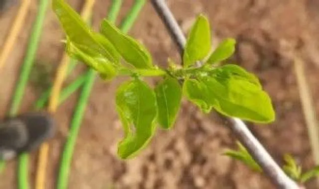 冬枣树什么时候发芽（冬枣树什么时候发芽出苗）