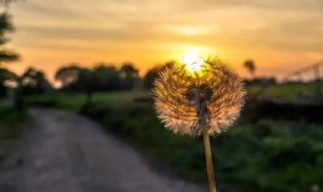 蒲公英的根和叶哪个功效更好（蒲公英的根和叶哪个药效好）