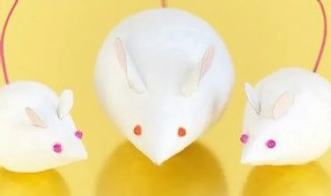 老鼠多怎么消灭（院子里老鼠多怎么消灭）