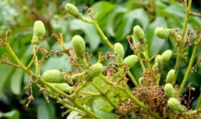 荔枝授粉的正确方法（荔枝新品种怎么培育的）