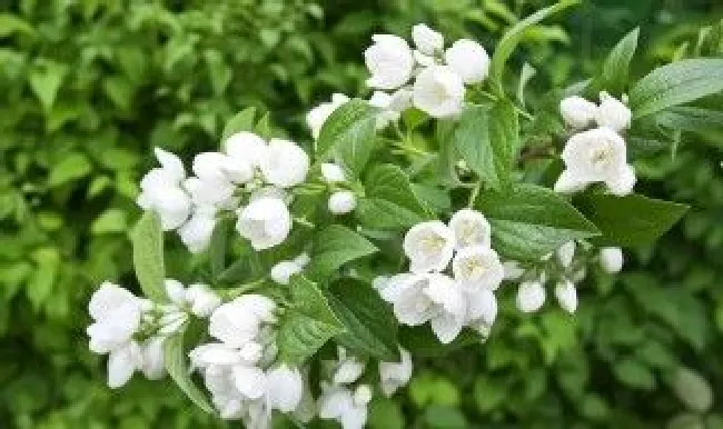 茉莉叶子发黄用什么肥 茉莉花叶子发黄用什么肥料