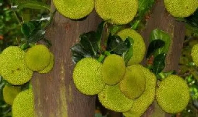 菠萝蜜有几种（菠萝蜜有几种颜色）