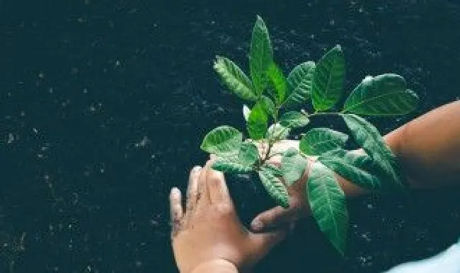 春天种植果苗技巧 春天种植果苗技巧和方法