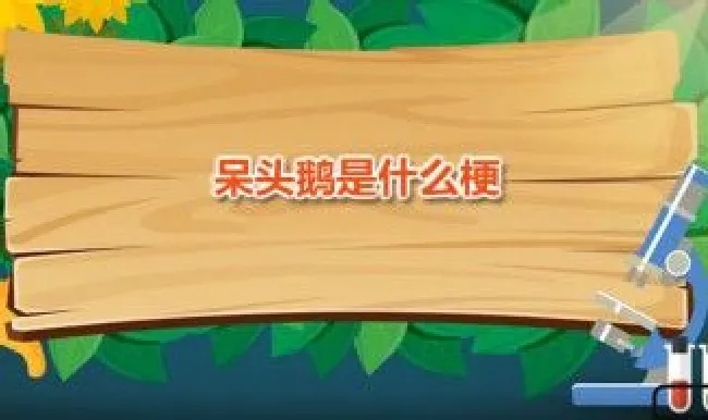 呆头鹅是什么梗