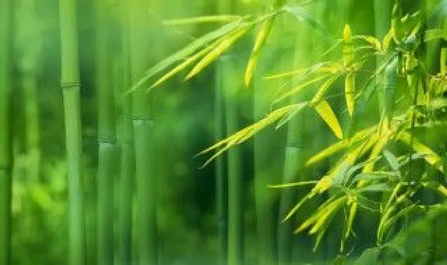 竹子移栽的最佳方法 竹子移栽的最佳方法视频