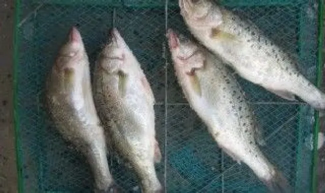 鲈鱼可以放冰箱冷冻吗 鲈鱼能放冰箱吗