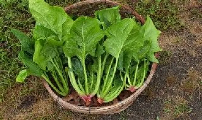 菠菜香菇怎么炒好吃 菠菜炒香菇可以炒吗